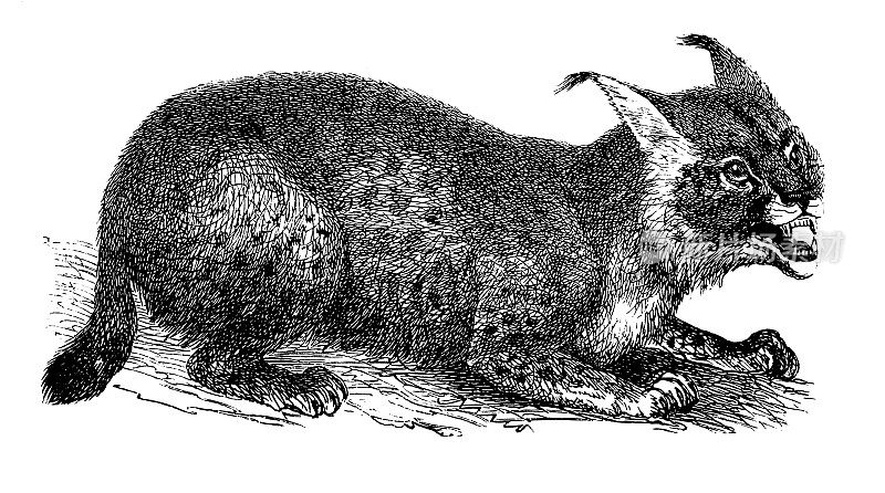 山猫|古董动物插图